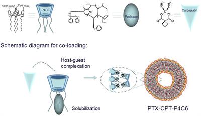 Characterization of an Amphiphilic Phosphonated Calixarene Carrier Loaded With Carboplatin and Paclitaxel: A Preliminary Study to Treat Colon Cancer in vitro and in vivo